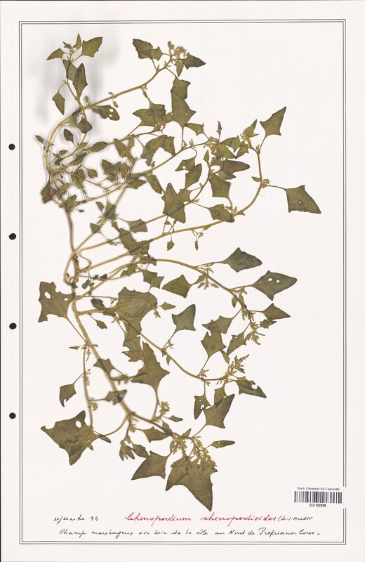 Chenopodium chenopodioides  (Amaranthaceae)