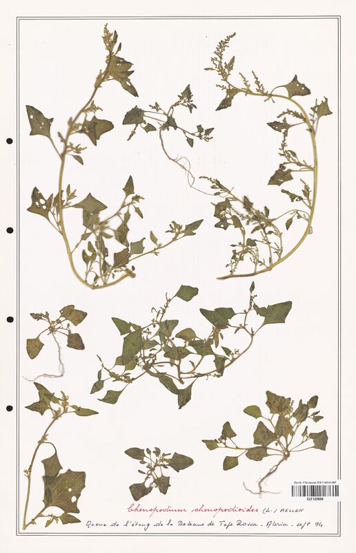 Chenopodium chenopodioides  (Amaranthaceae)