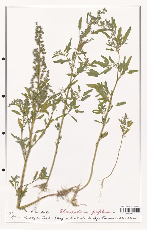 Chenopodium ficifolium  (Amaranthaceae)