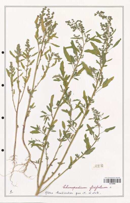 Chenopodium ficifolium  (Amaranthaceae)