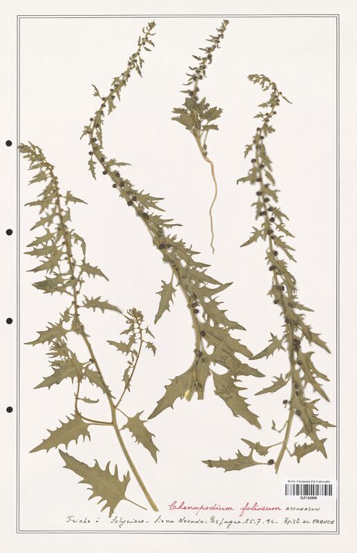 Chenopodium foliosum  (Amaranthaceae)