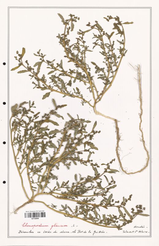 Chenopodium glaucum  (Amaranthaceae)