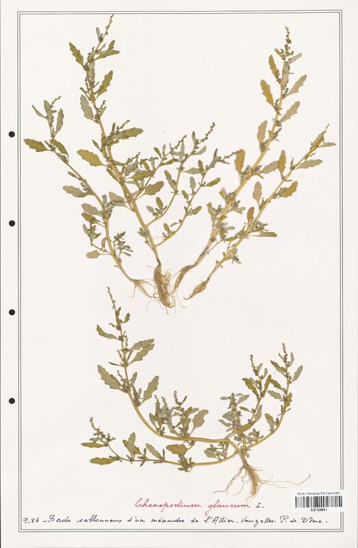 Chenopodium glaucum  (Amaranthaceae)