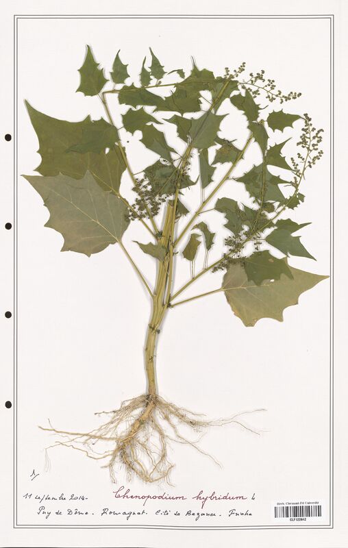 Chenopodium hybridum  (Amaranthaceae)