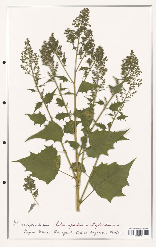 Chenopodium hybridum  (Amaranthaceae)