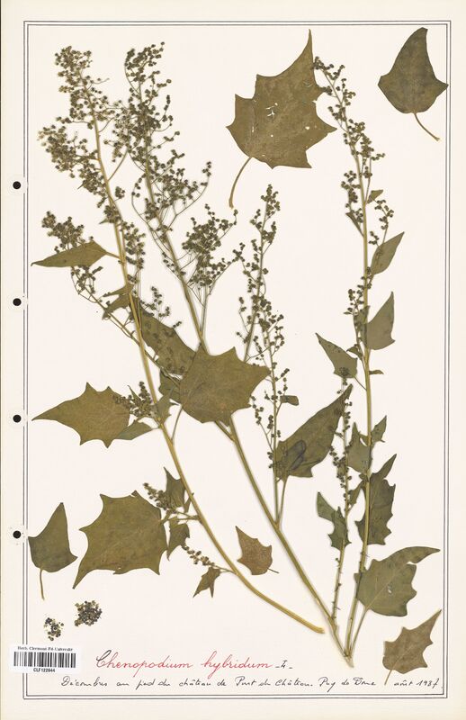 Chenopodium hybridum  (Amaranthaceae)