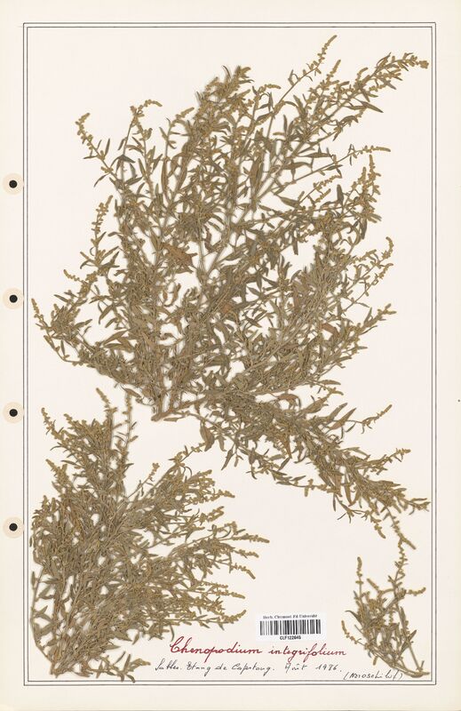 Chenopodium integrifolium  (Amaranthaceae)