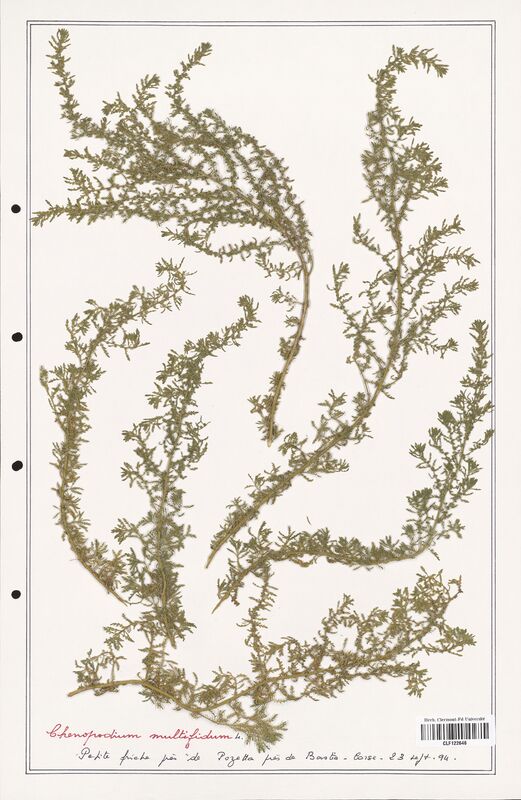 Chenopodium multifidum  (Amaranthaceae)