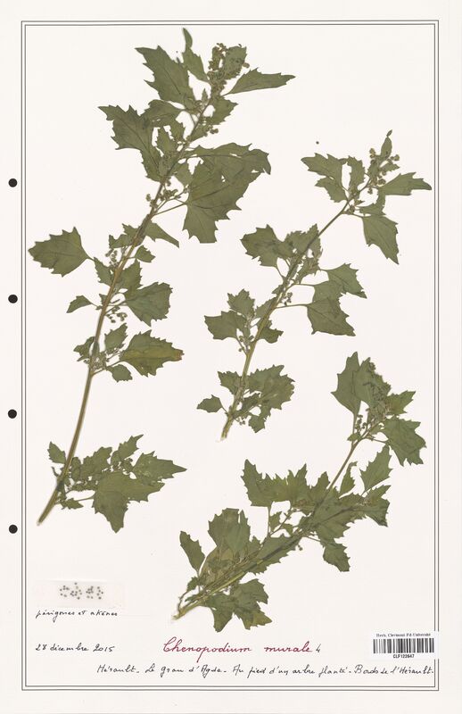 Chenopodium murale  (Amaranthaceae)