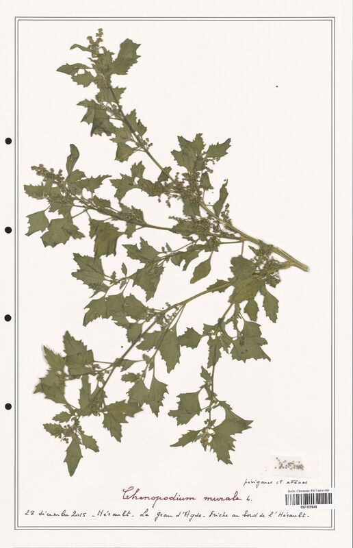 Chenopodium murale  (Amaranthaceae)