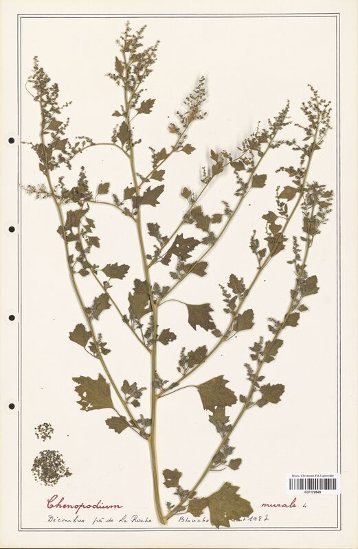 Chenopodium murale  (Amaranthaceae)