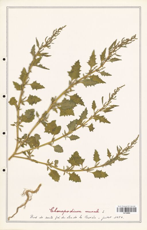 Chenopodium murale  (Amaranthaceae)