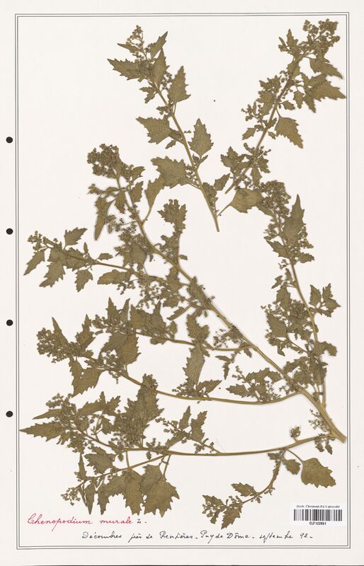 Chenopodium murale  (Amaranthaceae)