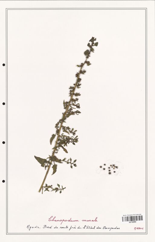 Chenopodium murale  (Amaranthaceae)