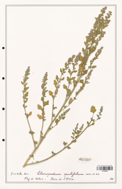 Chenopodium opulifolium  (Amaranthaceae)