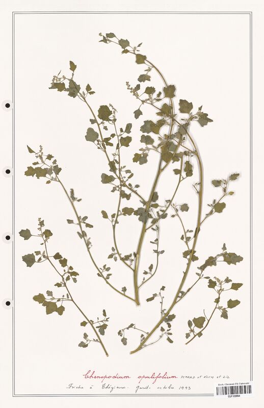 Chenopodium opulifolium  (Amaranthaceae)