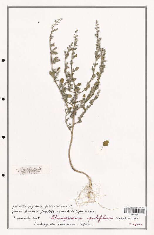 Chenopodium opulifolium  (Amaranthaceae)