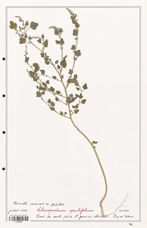 Chenopodium opulifolium  (Amaranthaceae)