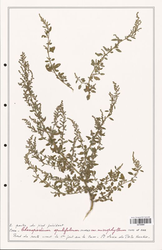 Chenopodium opulifolium  (Amaranthaceae)