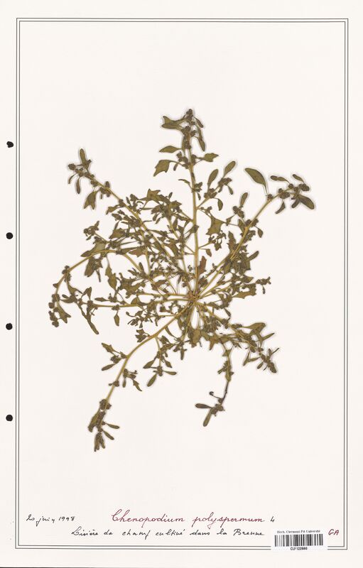 Chenopodium polyspermum  (Amaranthaceae)