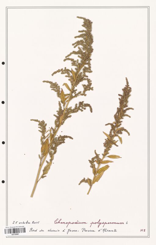 Chenopodium polyspermum  (Amaranthaceae)