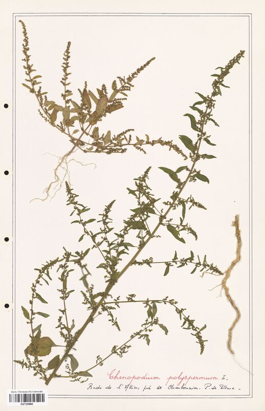 Chenopodium polyspermum  (Amaranthaceae)