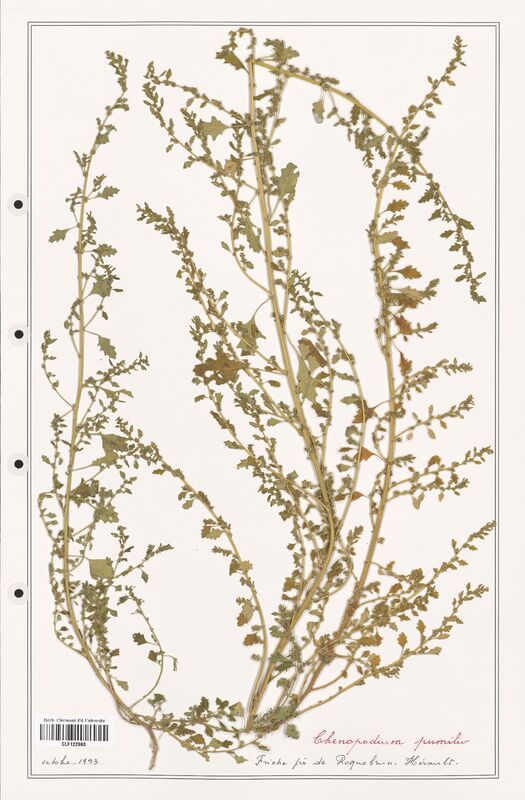 Chenopodium pumilio  (Amaranthaceae)