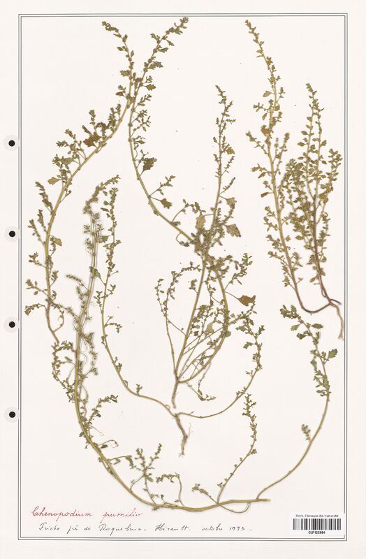 Chenopodium pumilio  (Amaranthaceae)