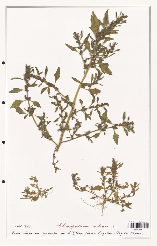 Chenopodium rubrum  (Amaranthaceae)