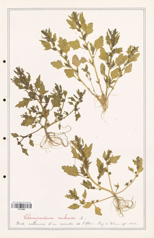 Chenopodium rubrum  (Amaranthaceae)