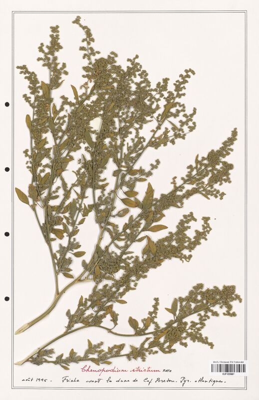 Chenopodium strictum  (Amaranthaceae)