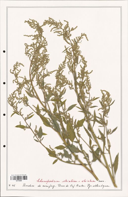 Chenopodium striatum  (Amaranthaceae)