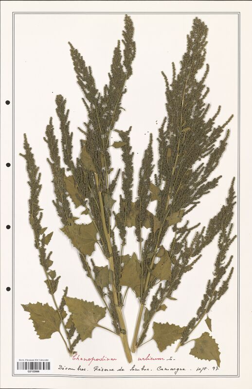 Chenopodium urbicum  (Amaranthaceae)