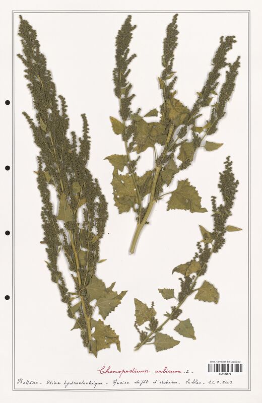 Chenopodium urbicum  (Amaranthaceae)