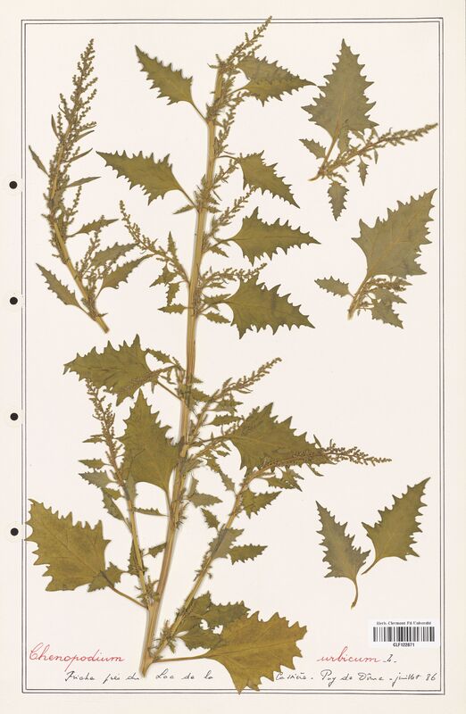 Chenopodium urbicum  (Amaranthaceae)