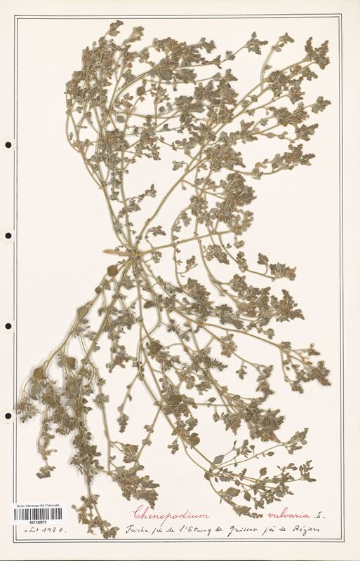 Chenopodium vulvaria  (Amaranthaceae)