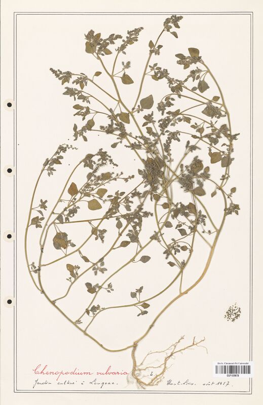 Chenopodium vulvaria  (Amaranthaceae)