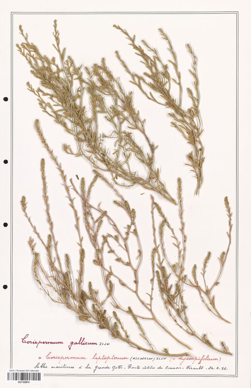 Corispermum gallicum  (Amaranthaceae)