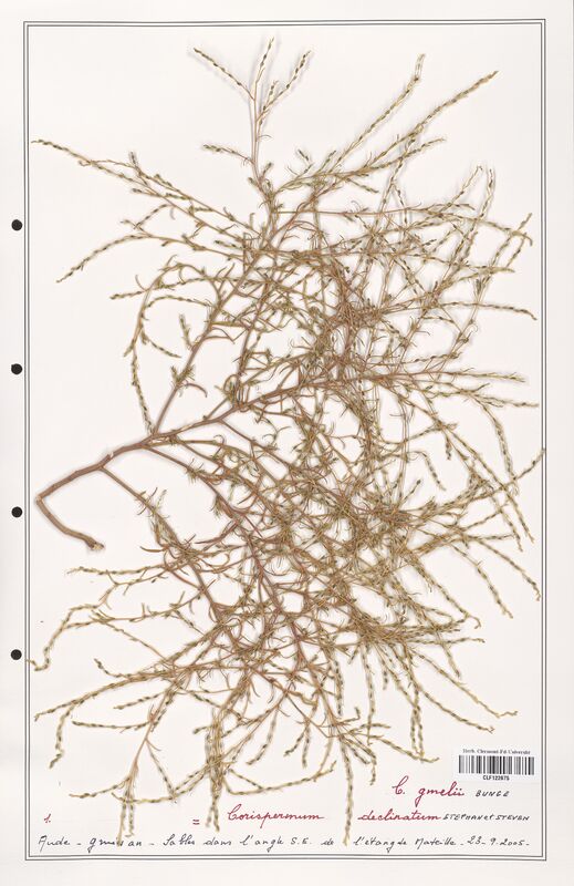 Corispermum declinatum  (Amaranthaceae)