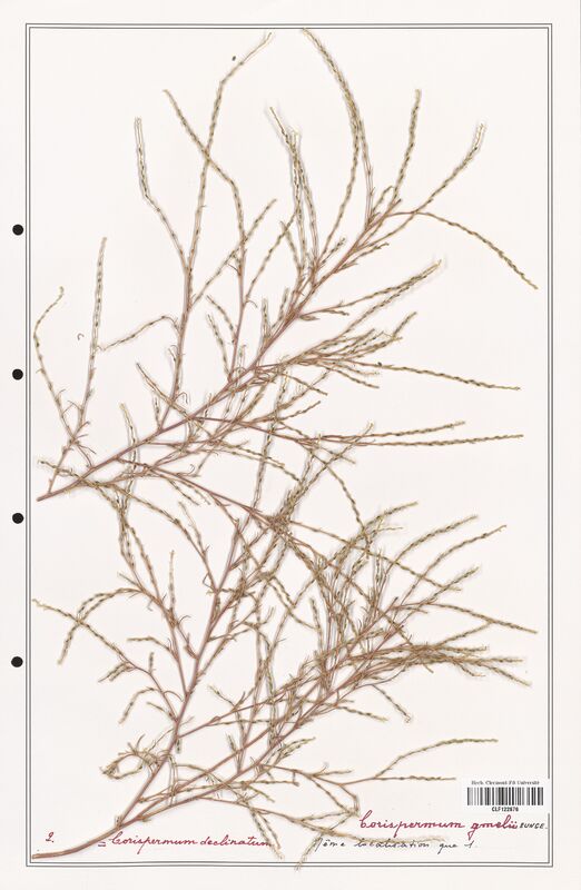 Corispermum gmelii  (Amaranthaceae)