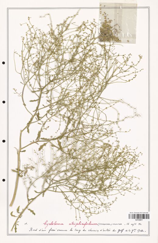 Cycloloma atriplicifolium  (Amaranthaceae)