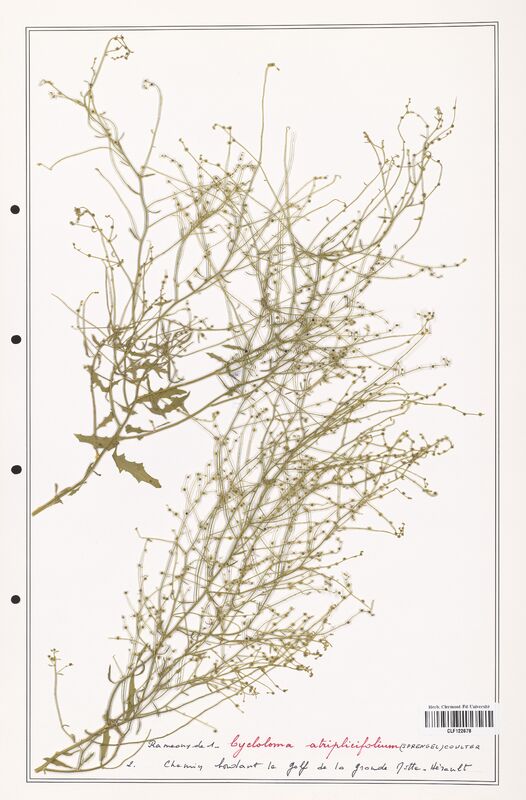 Cycloloma atriplicifolium  (Amaranthaceae)