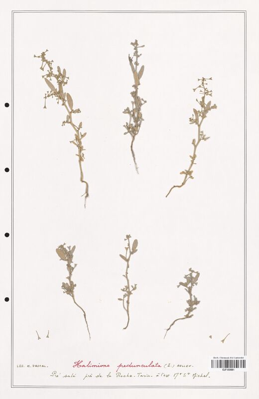 Halimione pedunculata  (Amaranthaceae)