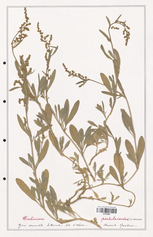 Halimione portulacoides  (Amaranthaceae)