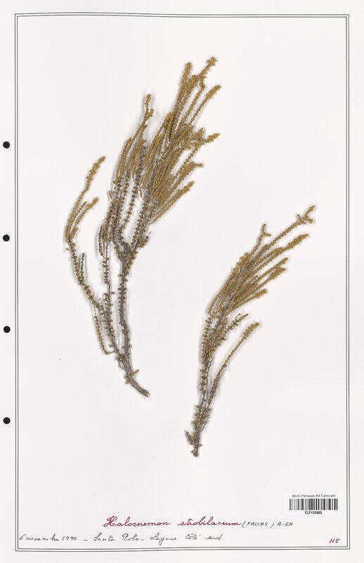 Halocnemun strobilaceum  (Amaranthaceae)