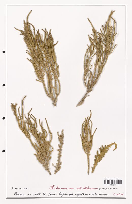 Halocnemun strobilaceum  (Amaranthaceae)