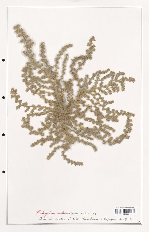 Halogeton sativus  (Amaranthaceae)