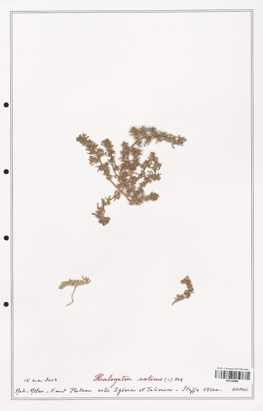 Halogeton sativus  (Amaranthaceae)