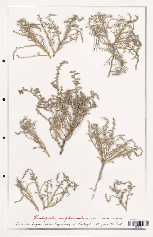 Halopeplis amplexicaulis  (Amaranthaceae)