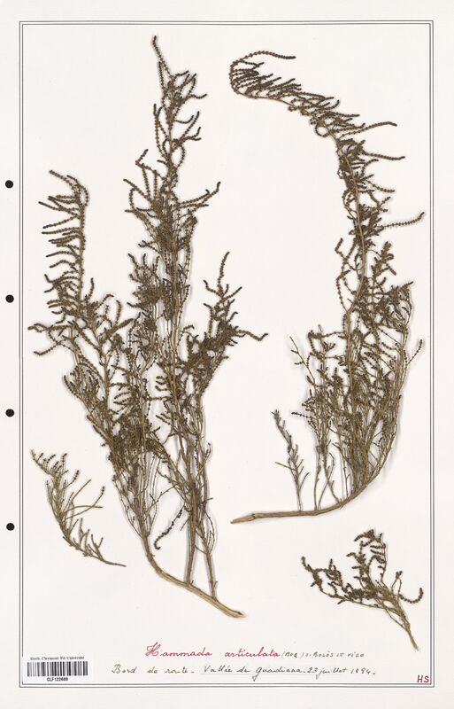 Hammada articulata  (Amaranthaceae)